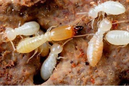 白蟻的危害及防制