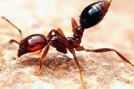 紅火蟻的危害及防制